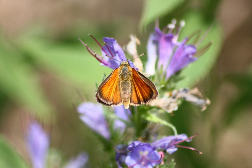 OCHLODES? tHYMELICUS ACTAEON?